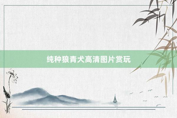 纯种狼青犬高清图片赏玩